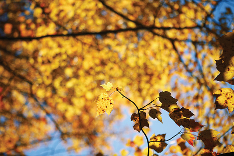 Golden yellow leaves and a blue sky set the sunny mood at the engagement shoot at the Tyler Arboretum